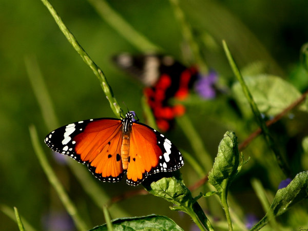 Nằm mơ thấy con bướm số mấy, báo hiệu điềm may hay xui?