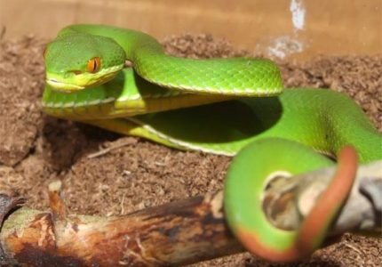 Tìm lời giải cho mơ thấy rắn chết có điềm gì, đối chiếu thêm việc mơ thấy xác rắn chết và rắn chết trong nhà cũng như các tình huống khác